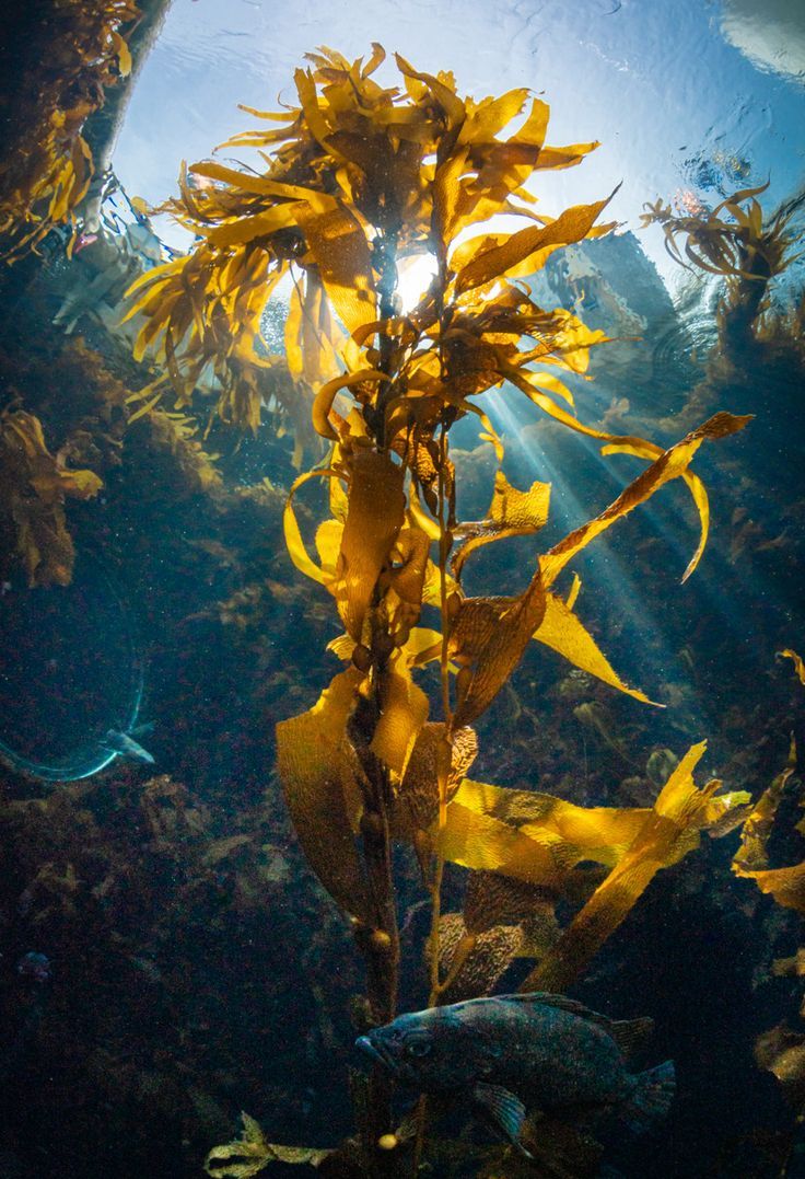 Fucose: "Đường sinh học dễ chịu” đang được săn đón trong ngành nguyên liệu chăm sóc sức khoẻ