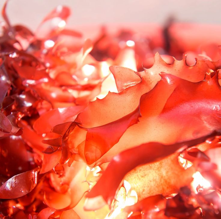Astaxanthin: Chất chống oxy hóa thế hệ mới giúp chống lão hóa từ sâu bên trong