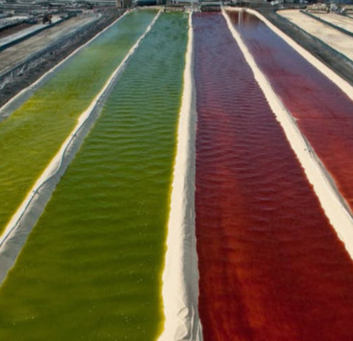 Khu vực nuôi trồng Astaxanthin