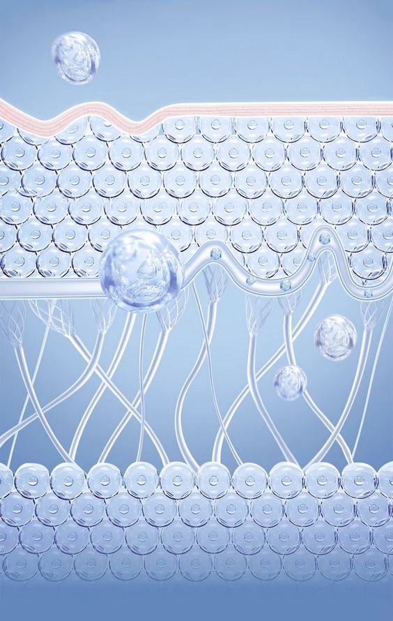 Các loại collagen tuýp 1 hiện nay