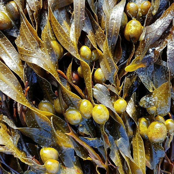 Tại sao Fucose có thể giảm mỡ bụng? Hé lộ cơ chế khoa học đằng sau “loại đường giúp thon gọn vòng eo”