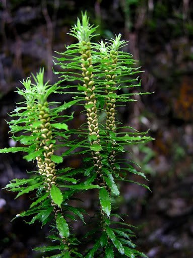 Naturex Asia