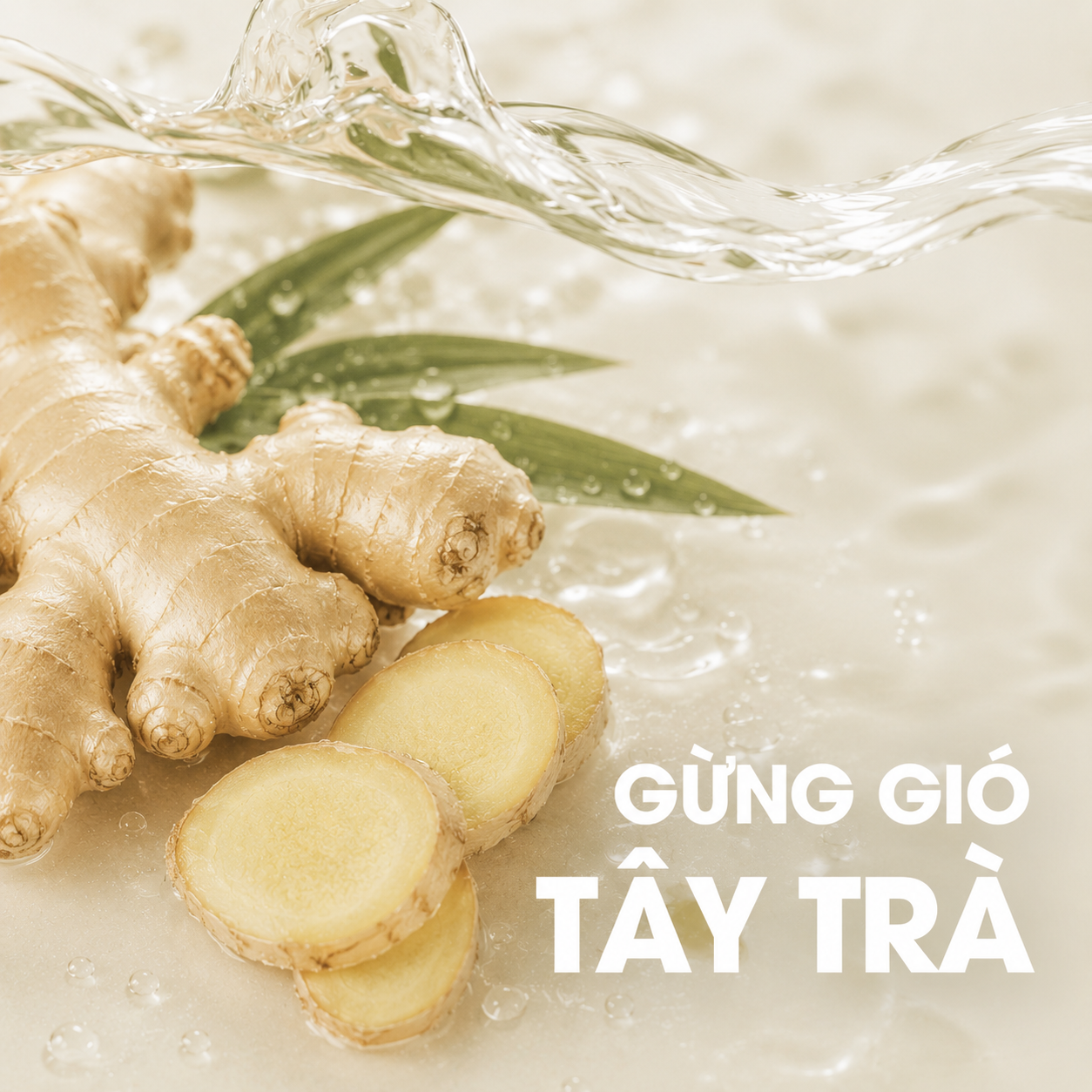 Gừng gió Tây Trà
