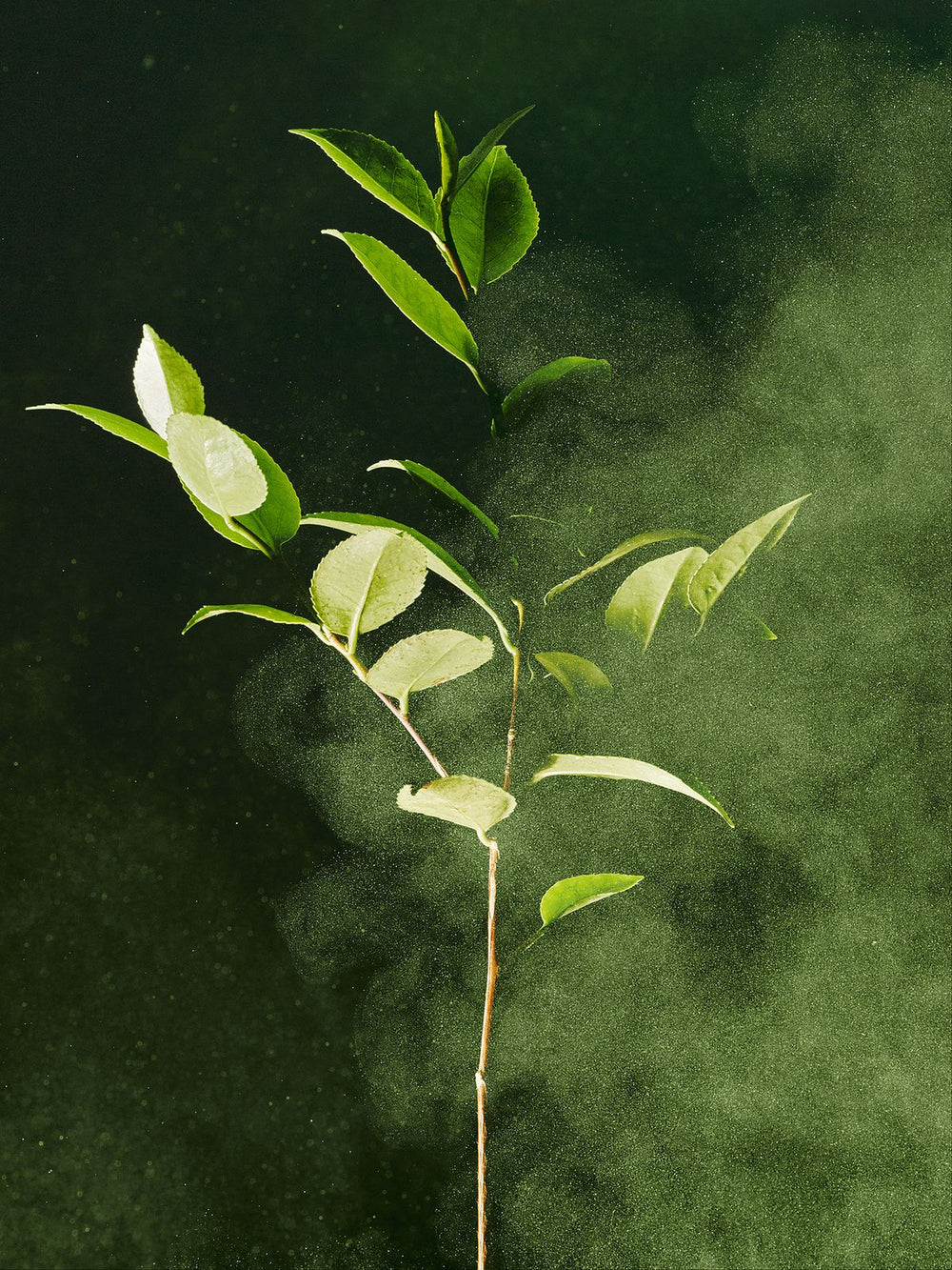 Naturex Asia
