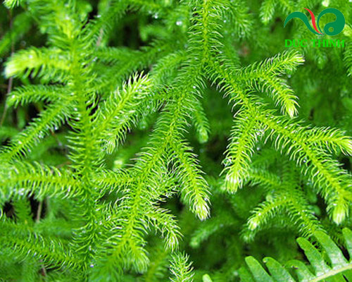 Naturex Asia