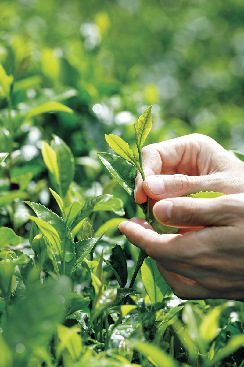 Naturex Asia