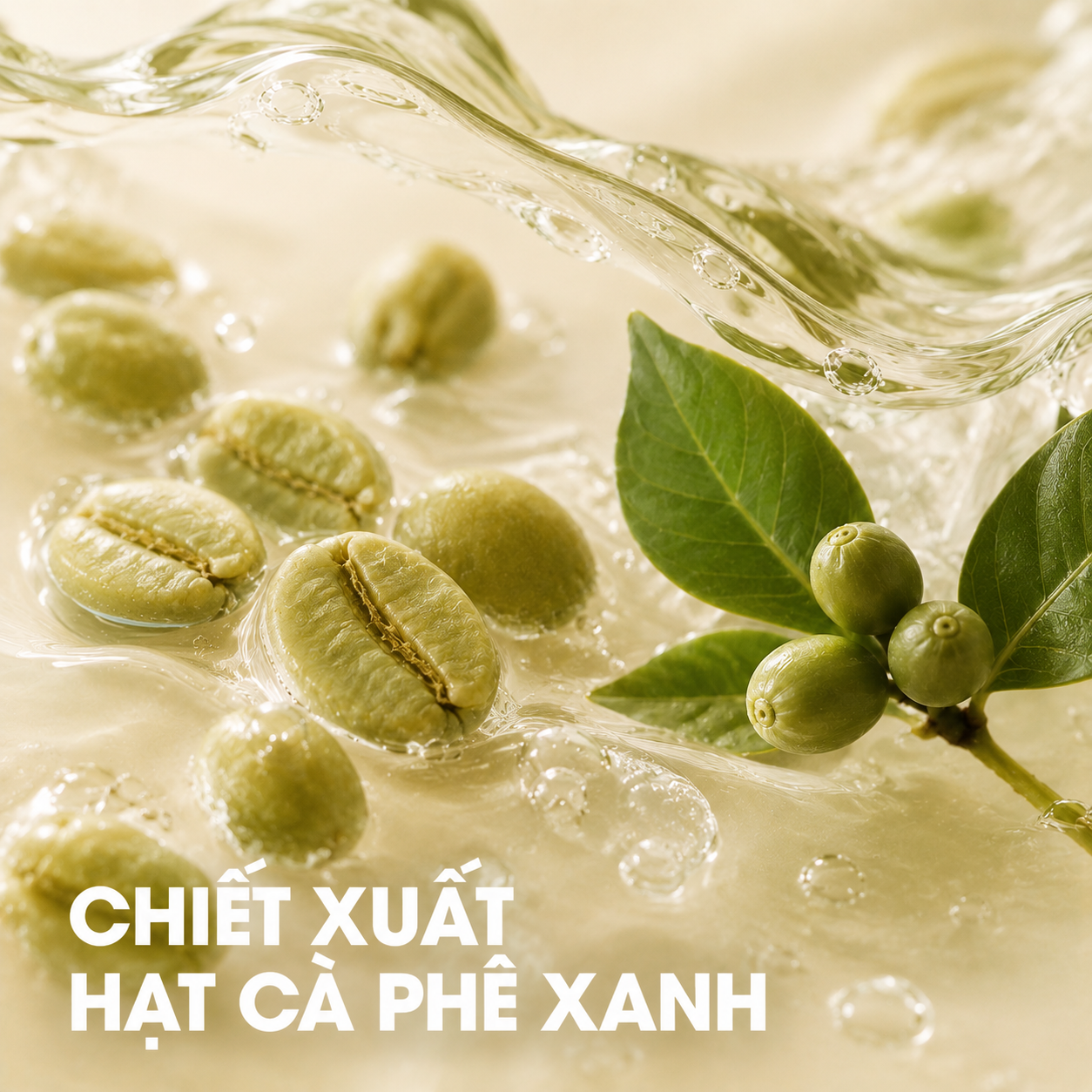 Chiết xuất hạt cà phê xanh