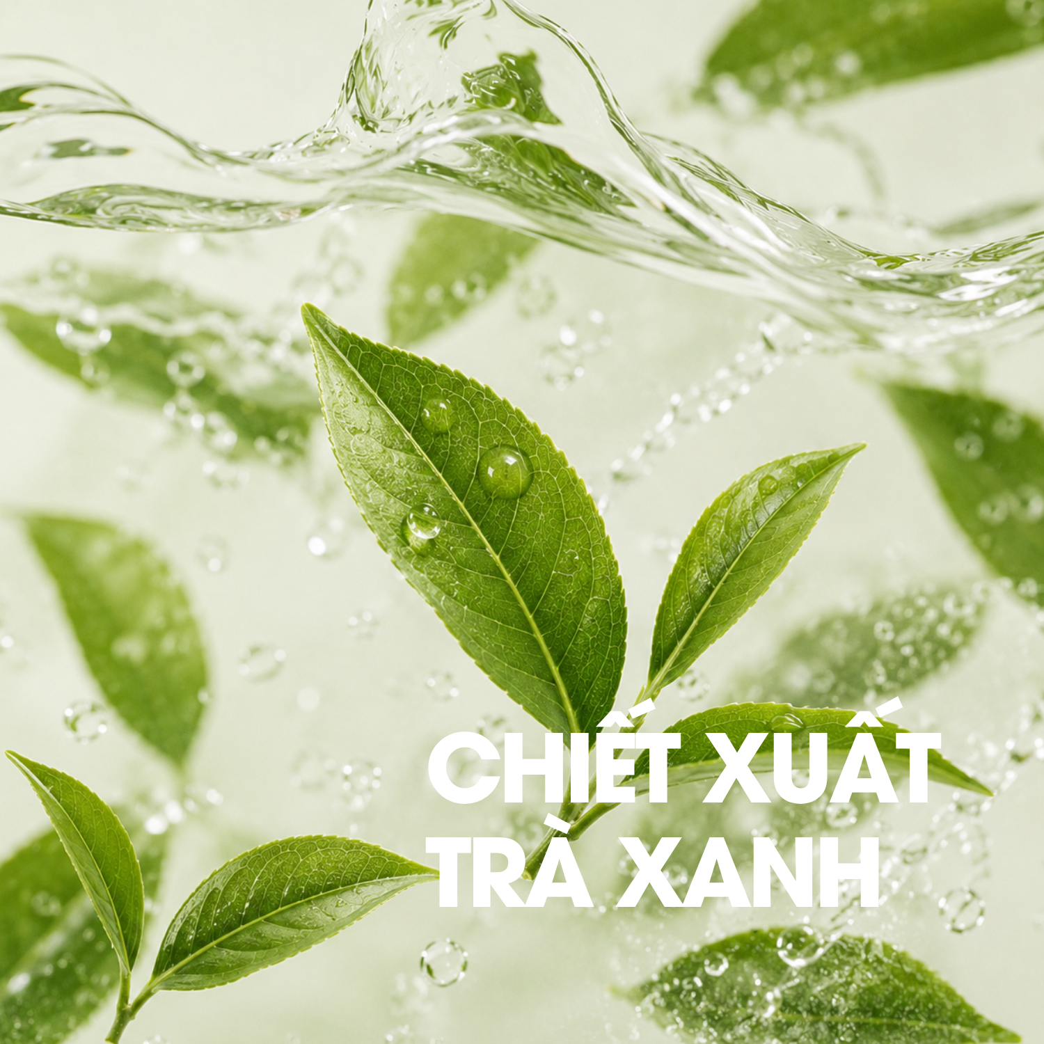 Chiết xuất lá trà xanh