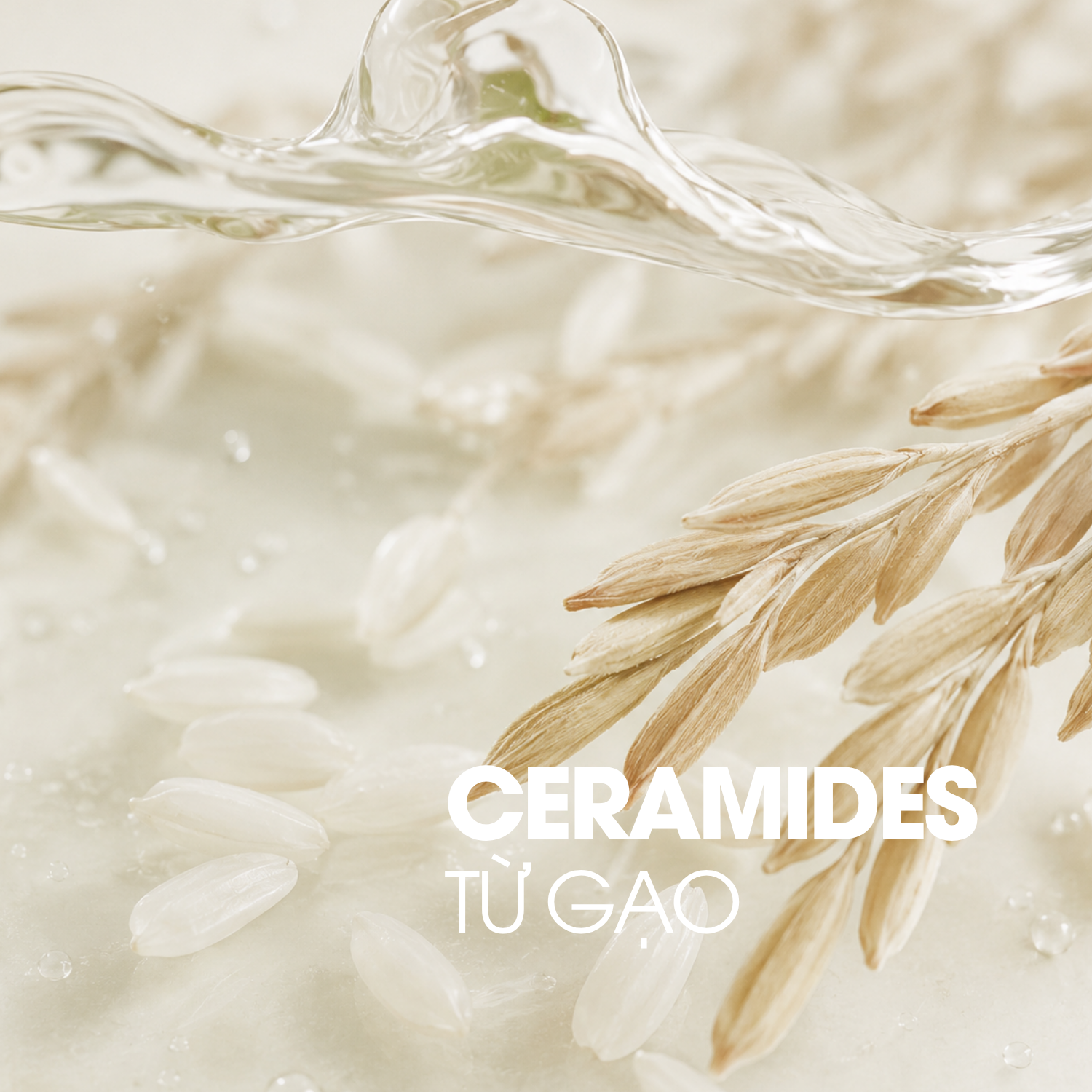 Ceramide từ gạo