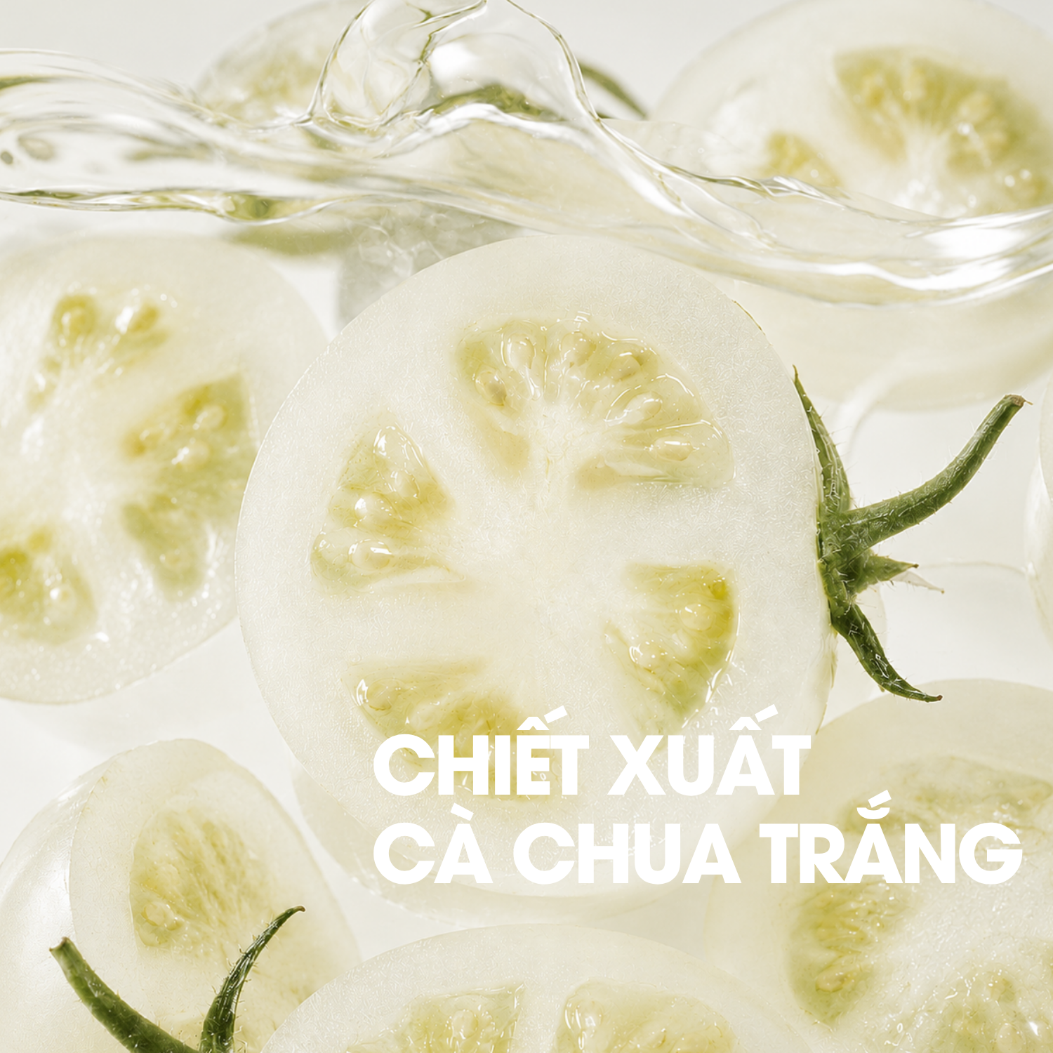 Chiết xuất cà chua trắng
