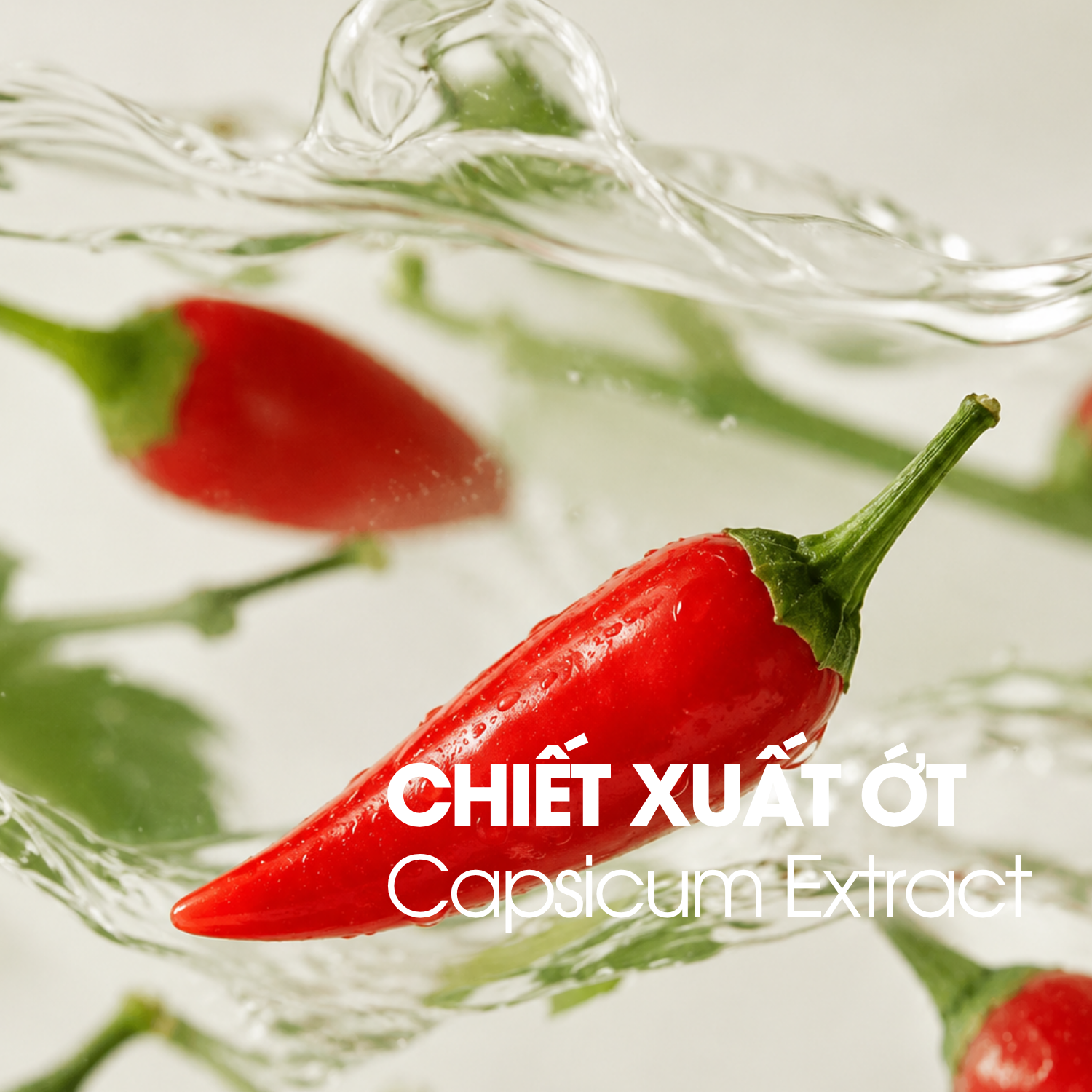 Chiết xuất ớt