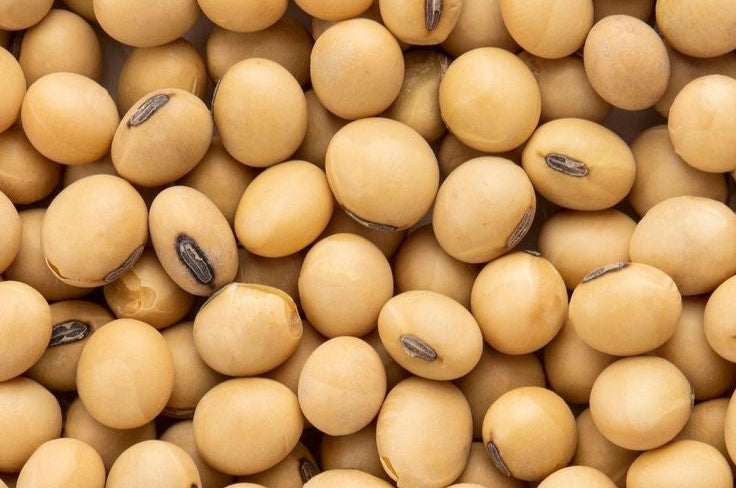 Khám phá Nattokinase :  Công dụng, liều dùng và sự thật khoa học đằng sau “enzyme thần kỳ” từ Nhật Bản