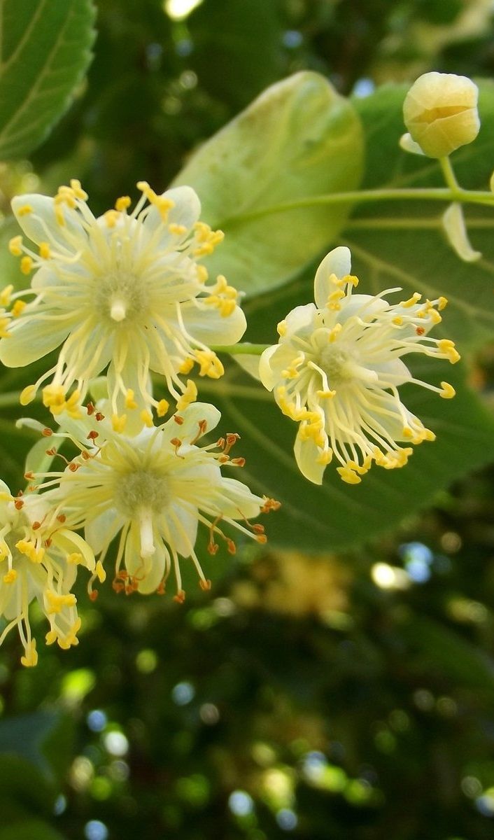 Naturex Asia