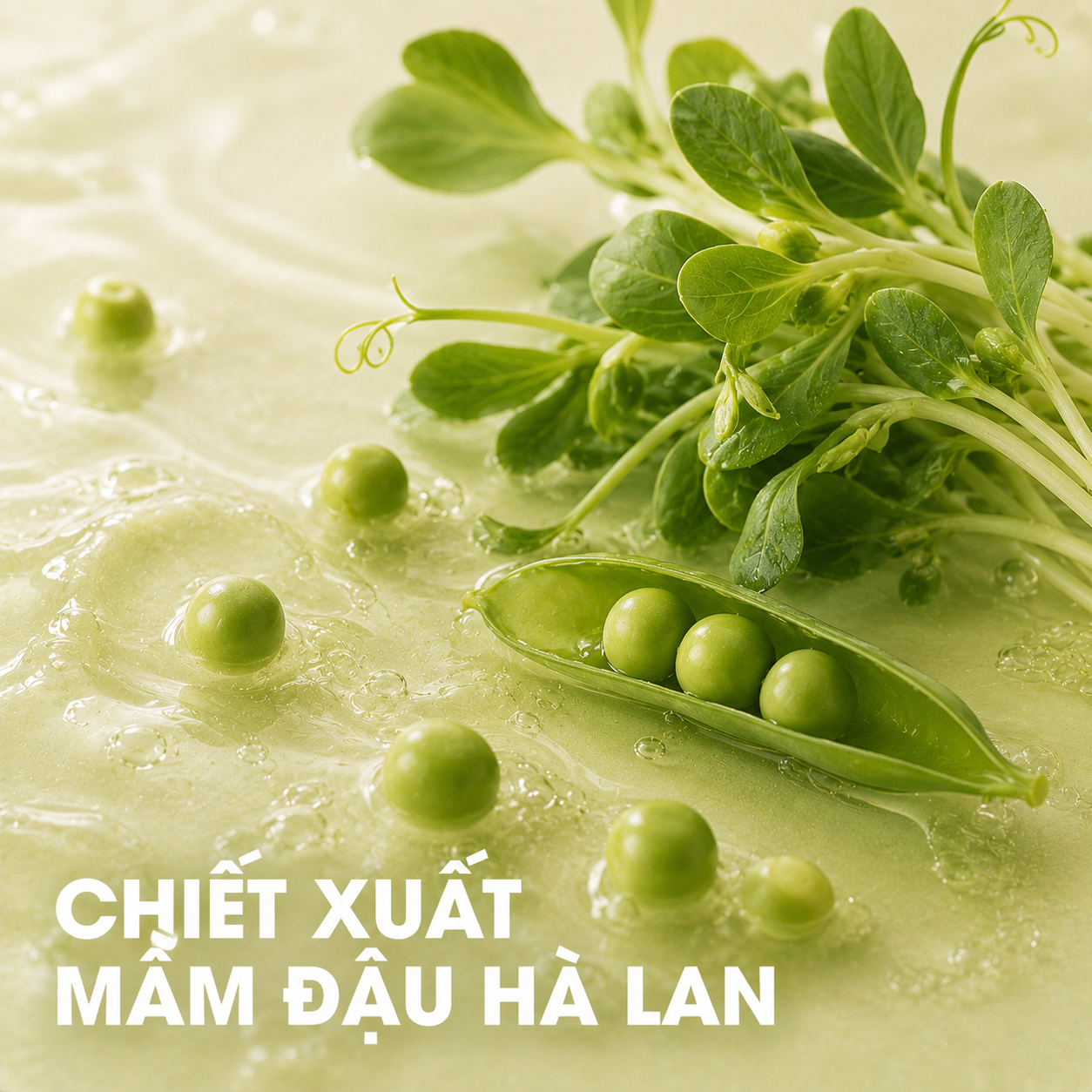 Chiết xuất mầm đậu Hà Lan