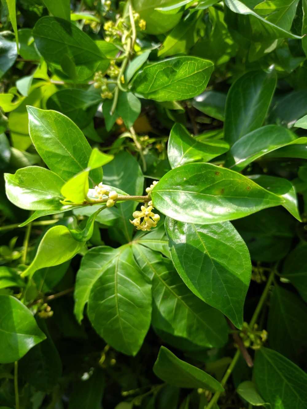 Naturex Asia