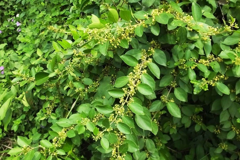 Naturex Asia